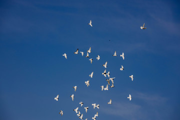 a flock of white flying pigeons flying against summer blue sky with white clouds