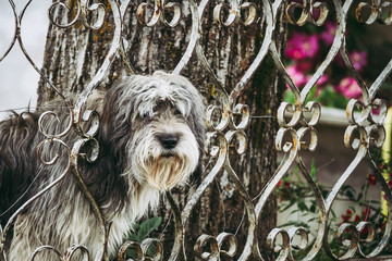 Portrait d'un chien de chasse devant une clôture