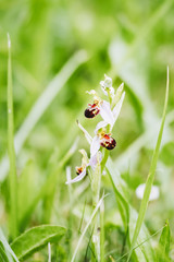 Orchidée sauvage dans un jardin