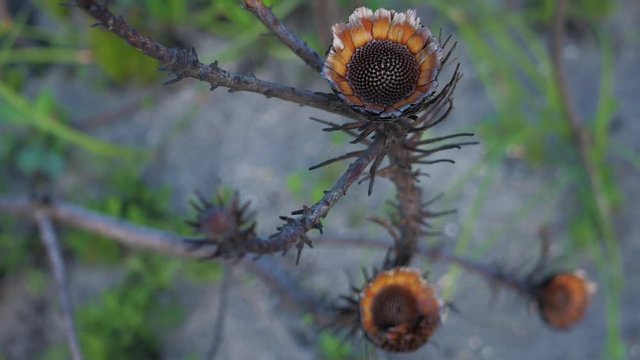 Remains of protea bush after devastating bush fire, intricate pattern, slow panning shot.