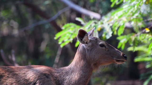 deer in forest closeup shot zoo trees green background