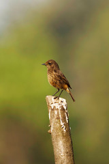 Pied bush chat, Saxicola caprata, Kolhapur, Maharashtra, India