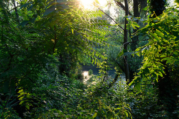 Sun ray on green forest near the river Adda in northern Italy.
