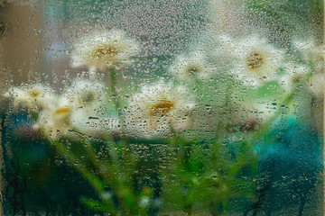 Blurred flowers, daisies behind wet window glass, raindrops. Concept of rainy weather, seasons. Abstract background