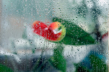 Natural impressionism, art colors of nature. Blurred red flowers, wet window glass, raindrops. Abstract background