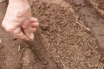 Hand of an elderly person sows seeds in the soil, front view