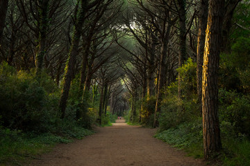Fototapeta na wymiar Majestic forest landscape with central road. Marina di Bibbona, Italy.