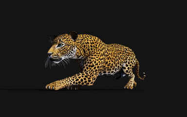 3d Illustration Leopard Isolate on Black Background with Clipping Path, Panthera Pardus © mrjo_7