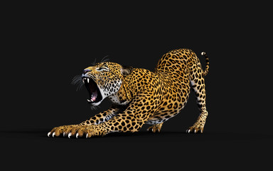 3d Illustration Leopard Isolate on Black Background with Clipping Path, Panthera Pardus © mrjo_7