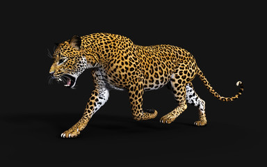 3d Illustration Leopard Isolate on Black Background with Clipping Path, Panthera Pardus