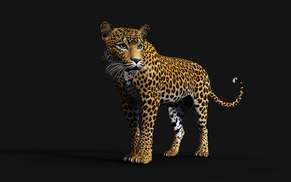 3d Illustration Leopard Isolate on Black Background with Clipping Path, Panthera Pardus