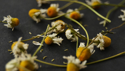 dried chamomile on a dark background. organic tea.