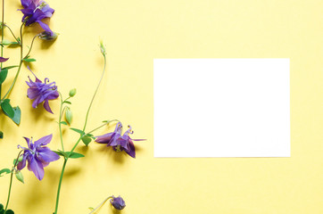 Aquilegia vulgaris flower isolated on yellow background. Mockup. View from above. - Image