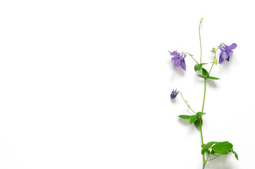 Aquilegia vulgaris flower isolated on white background. Mockup. View from above. - Image