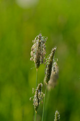 Wiesen-Fuchsschwanz (Alopecurus pratensis)