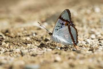 Indian purple emperor, Mimathyma ambica, Namdapha Tiger Reserve, Arunachal Pradesh, India