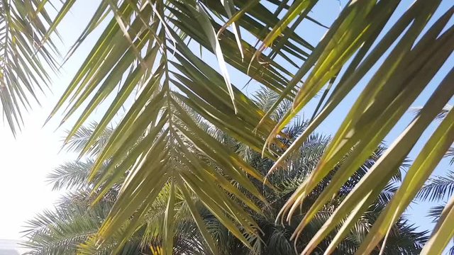 Date palm tree branches waving in the wind