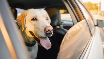 Labrador retriever Dog looks out car window sunset. Concept animal travel road trip