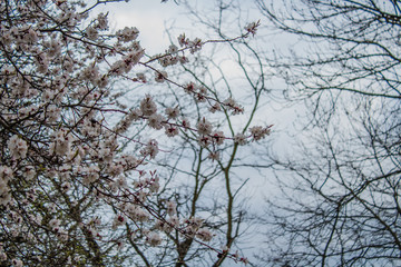 branches of tree in winter