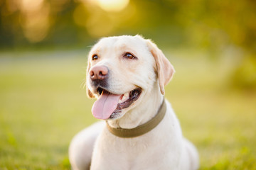 Happy smiling labrador dog outdoors sunset day