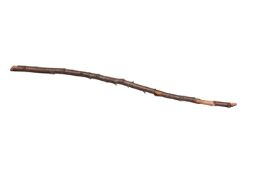 Single dry tree branch, isolated on white background. Stick tree branch from nature for design.