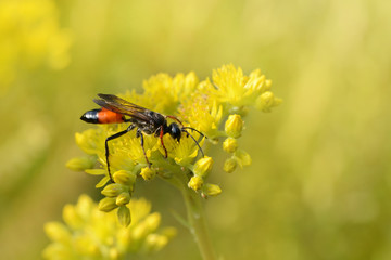 Insekten 2