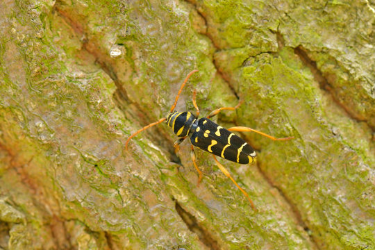 Eichen-Widderbock,Wespenbock  ( Plagionotus arcuatus )