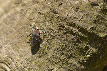 Marienprachtkäfer oder auch Großer Kiefernprachtkäfer (Chalcophora mariana) 