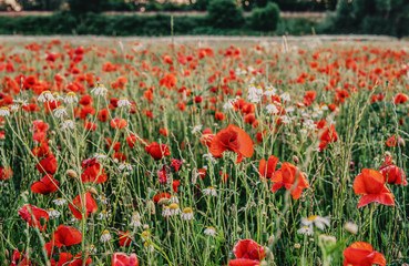 field of red poppys and chamomile
