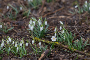 Snowdrops grow between foliage in the forest