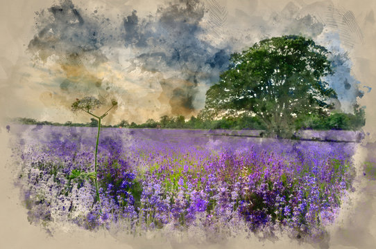Watercolor painting of Beautiful vibrant lavender field landscape at sunset