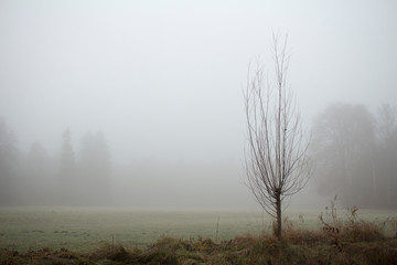 Obraz na płótnie Canvas autumn forest road on a foggy morning