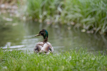 Bird Mallard duck in green grass the city park against water lake or river. Spring or summer day.