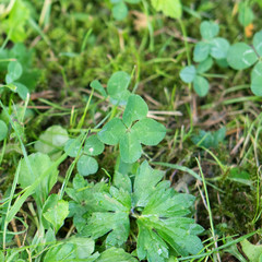 Klee clover vierblättrig Glück vierblättriges kleeblatt four-leaf clover garten grün green...