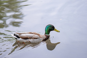 Bird Mallard duck swims in lake or river the city park. Spring or summer day.