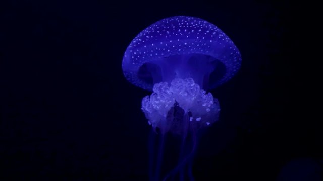 White - Spotted Jellyfish dancing