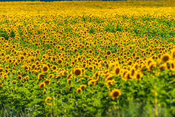 Field with blooming sunflowers at sunset