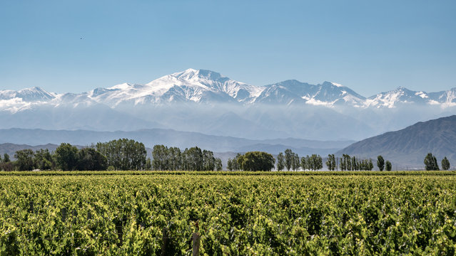 Vineyard with snow mountain