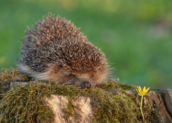Common cute hedgehog on a stump in spring or summer forest during sunset. Young beautiful hedgehog in natural habitat outdoors in the nature.