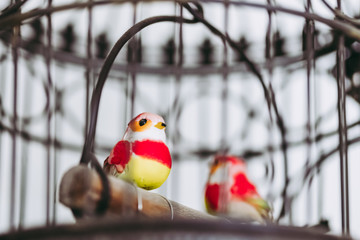 Petit oiseau coloré dans une cage à oiseaux