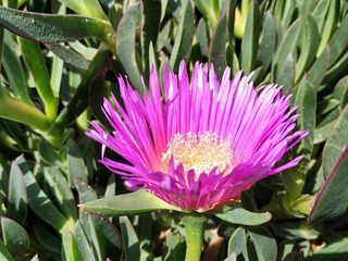 primer plano de flor Carpobrotus edulis de color rosado