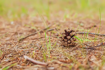 Closeup of pine cone on the ground. Natural background.