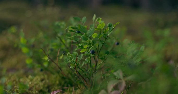 Shot in the early morning in a forest near Tartumaa, Estonia. Color Graded by Joonas Sild.