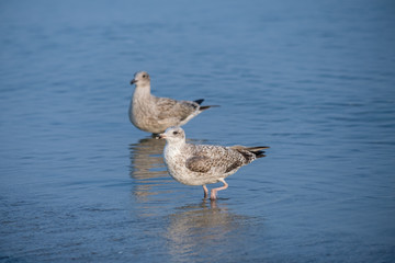 Zwei Möwen im flachen Wasser