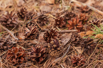 Dry pine cones, needles and leaves on the ground. Autumn. Natural background.