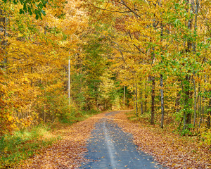 Obraz premium Autumn road in Maine, USA.
