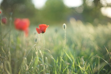 Obraz premium Letnie pole czerwone maki i zielona trawa.