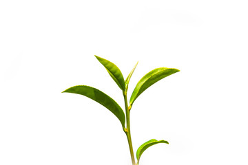 Green tea leaves on a white background