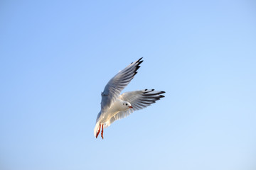 Flatternde Lachmöwe (Chroicocephalus ridibundus) 
