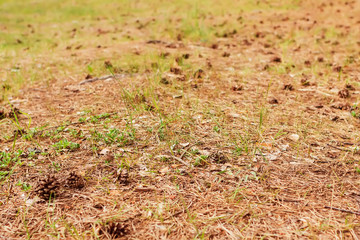 Dry pine cones and needles on the grass in the forest. Natural background.